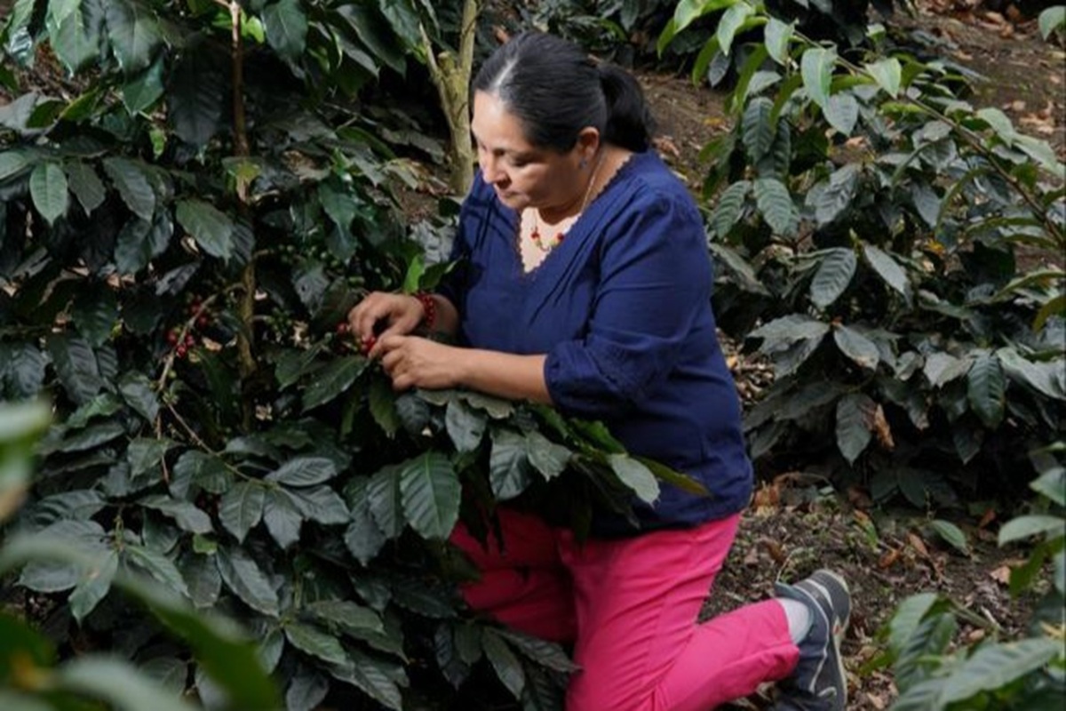 Julia Ortega works in her coffee fields.JPG